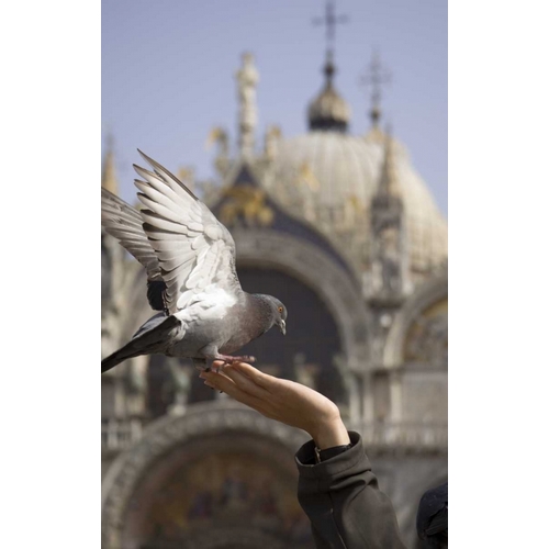 Italy, Venice A tourists hand feeding a pigeon